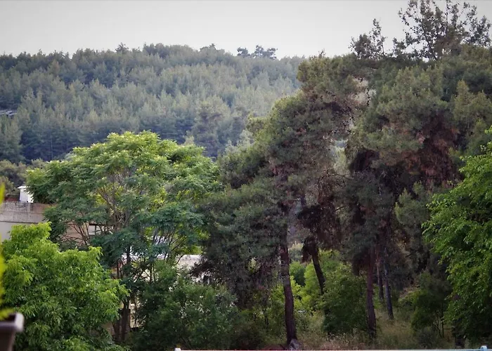 Forest 22